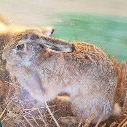 Jagdschloss Springe - Jagdtrophäe (Hase)