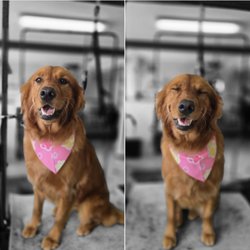 Clip-N-Dip Grooming