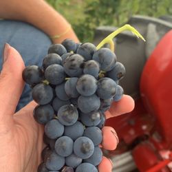 Vernon Vineyards - Grapes from the vineyard