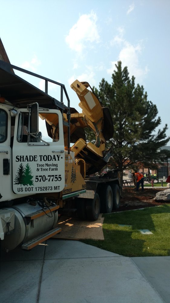SHADE TODAY TREE MOVING Updated October 2024 1852 High Flat Rd