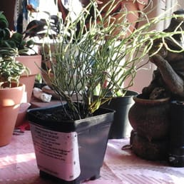 The "Flame Leaf Spurge" arrived at my home yesterday 09.06.2014 and it had 6 live leaves on it, The "Flame Leaf Spurge" arrived at my home yesterday 09.06.2014 and it had 6 live leaves on it,