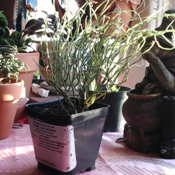 Pepper Greenhouses - The "Flame Leaf Spurge" arrived at my home yesterday 09.06.2014 and it had 6 live leaves on it, - Nurseries & Gardening Near Me - Milton, Delaware Pepper Greenhouses - The "Flame Leaf Spurge" arrived at my home yesterday 09.06.2014 and it had 6 live leaves on it, - Nurseries & Gardening Near Me - Milton, Delaware