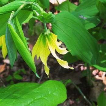 Eggers Grove - Bellwort in the Spring at Eggers - Hiking Near Me - River Forest, Illinois Eggers Grove - Bellwort in the Spring at Eggers - Hiking Near Me - River Forest, Illinois