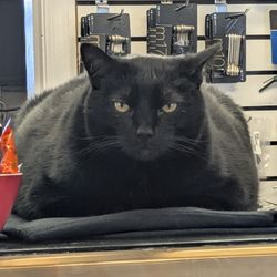 North Division Bicycle Shop - Moto the shop cat. Does not like belly rubs. He has craws, stay out of his strike zone.