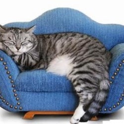 Carpet Cleaning Excellence - Carpet Cleaning Excellence babies fine furnishings + upholstery. Pet oopsies are also a specialty.