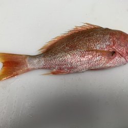 Coastal Seafood Market - Red Snapper
