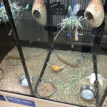 PetSmart Doggie Day Camp - Animals :) - Pet Stores Near Me - Concord, California PetSmart Doggie Day Camp - Animals :) - Pet Stores Near Me - Concord, California