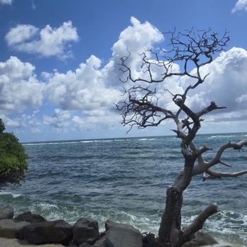 Hawaii Turtle Tours - Views - Tours Near Me - Honolulu, Hawaii