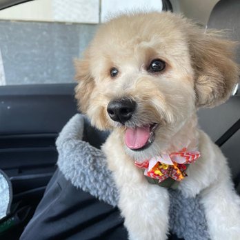 Bubble Pup Salon - Pet Groomers Near Me - Los Angeles, California Bubble Pup Salon - Pet Groomers Near Me - Los Angeles, California