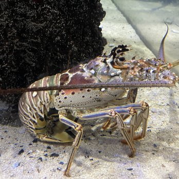 Island Shuttles - A must see. The Mote Aquarium. Live Manatees , Sea Turtles and an active Shark Tank. - Airport Shuttles Near Me Island Shuttles - A must see. The Mote Aquarium. Live Manatees , Sea Turtles and an active Shark Tank. - Airport Shuttles Near Me