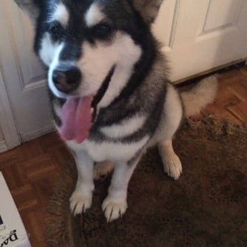 Barky Dogz Bath House - This is chula our Alaskan malamute very nice job ! - Pet Stores Near Me - Fortuna, California Barky Dogz Bath House - This is chula our Alaskan malamute very nice job ! - Pet Stores Near Me - Fortuna, California
