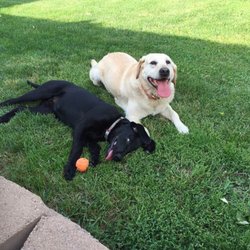 Lakes Veterinary & Surgical Center - Evie and Cracker love visiting the veterinarians and their staff.