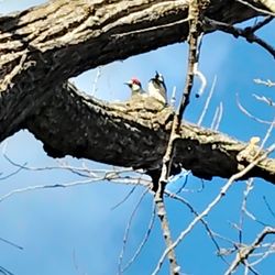 Acorn Woodpecker!