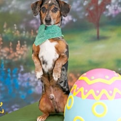 PhotosByFeist - PhotosByFeist offers fun, themed photo events to benefit rescue as well as a full line of pro photo services.