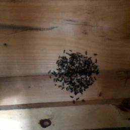 casual bug infestation in the C4 cabin