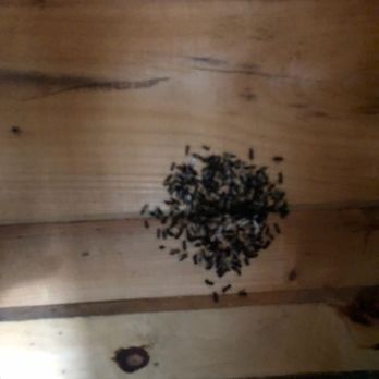 Quietside Campground and Cabins - casual bug infestation in the C4 cabin - Campgrounds Near Me - Bass Harbor, Maine