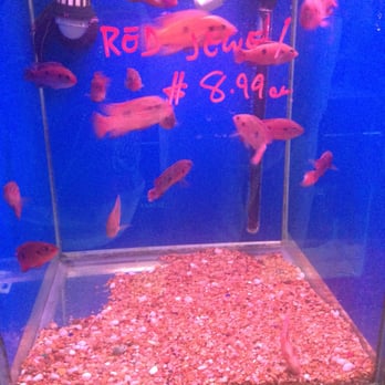 Xtreme Fish & Pets - Red jewels - Pet Stores Near Me - Houston, Texas