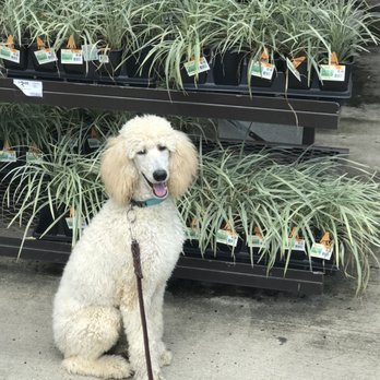 Dog Gone Right - Josey at Lowe's - Pet Training Near Me - Hammond, Louisiana Dog Gone Right - Josey at Lowe's - Pet Training Near Me - Hammond, Louisiana