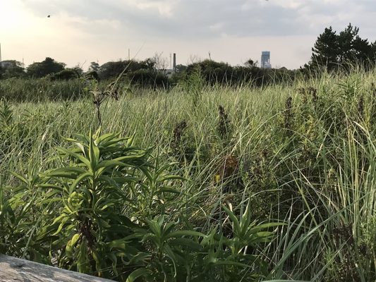 Jacob Riis Park (Gateway National Recreation Area) by null
