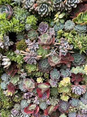 The Spa at Estancia La Jolla by null