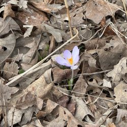 Matthaei Botanical Gardens - Sign of spring