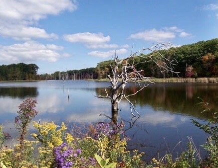 Finger Lakes National Forest by null