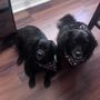 Photo of Port Salerno Animal Hospital