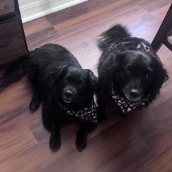 Port Salerno Animal Hospital - Joey n Percy