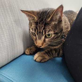 Aloha Veterinary Hospital - Wakka waiting in the room - Veterinarians Near Me - Brea, California