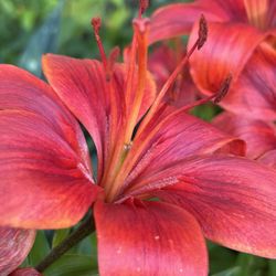 International Peace Garden - Love this red!