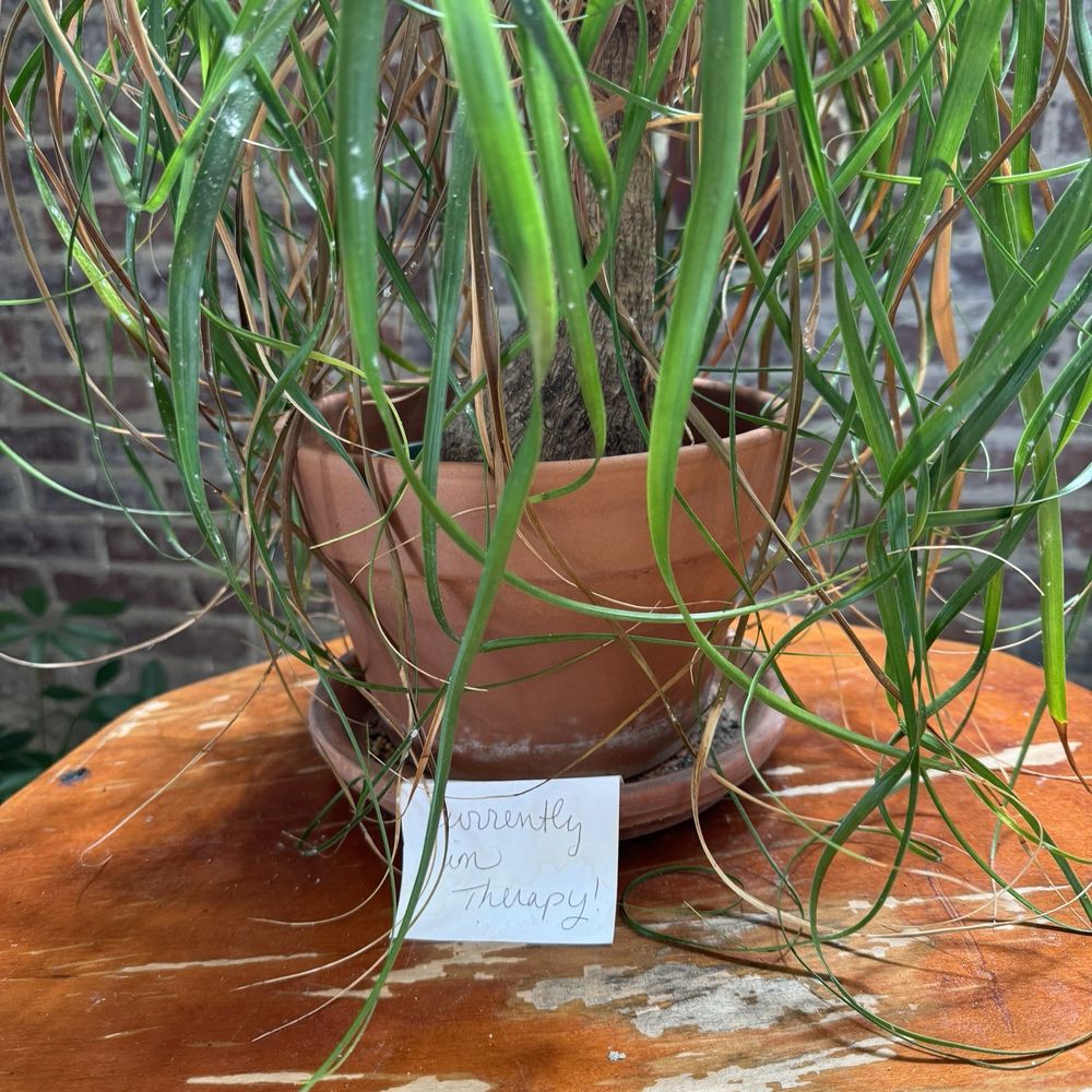 Plant therapy Plant therapy