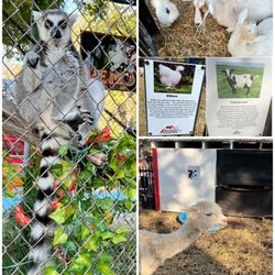 Fritz Park - You can't feed or pet the Ring Tailed Lemor but you can chickens, goats, alpaca and cows