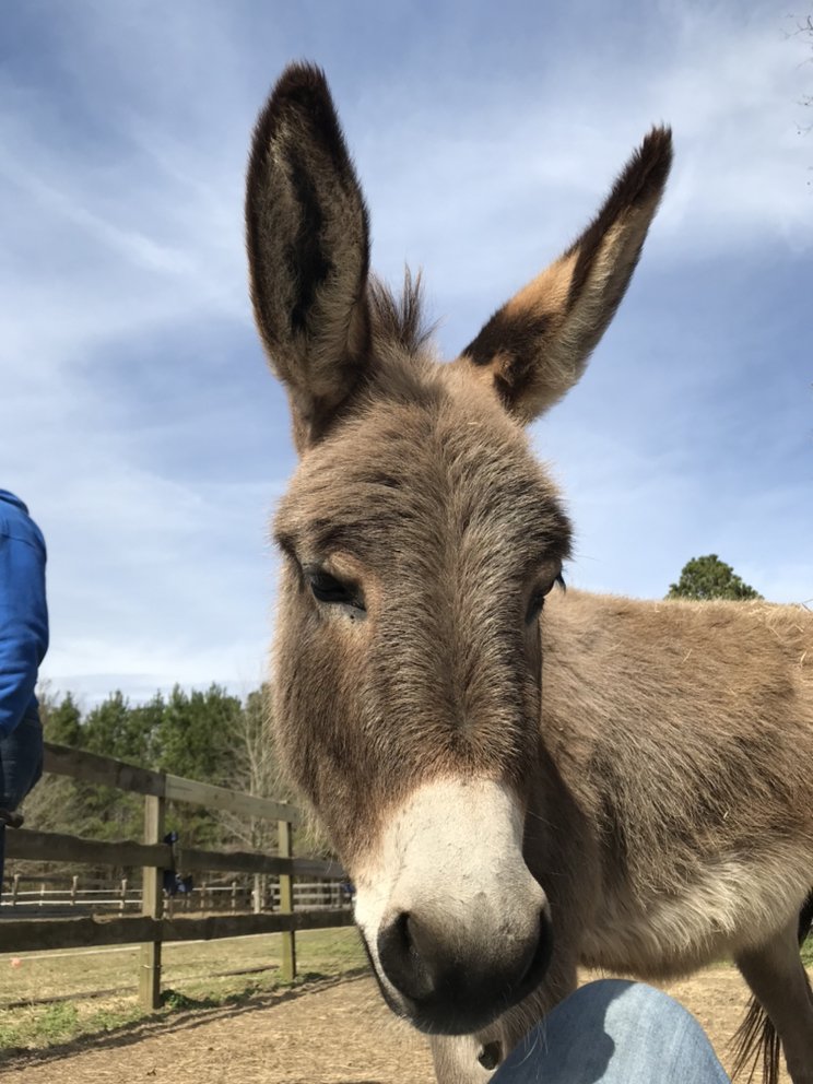 Hope Haven Equestrian Center and Farm - equestrian in Harleyville, SC