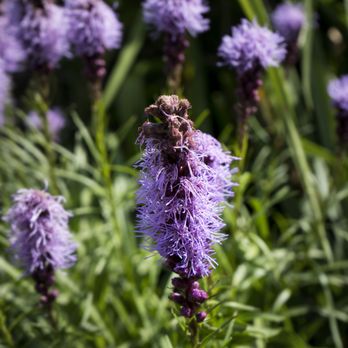 Christel Lake Lavender - Farms Near Me - Greenbank, Ontario Christel Lake Lavender - Farms Near Me - Greenbank, Ontario
