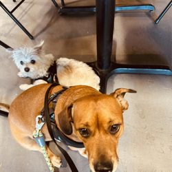 Pourboys Tapyard - My doggos enjoying the atmosphere