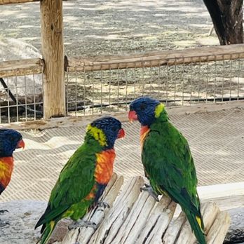 Rooster Cogburn Ostrich Ranch - More Rainbow Lorikeets - Petting Zoos Near Me - Picacho, Arizona Rooster Cogburn Ostrich Ranch - More Rainbow Lorikeets - Petting Zoos Near Me - Picacho, Arizona
