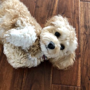 Central Park Grooming - Love this place.... I ask for a teddy bear cut and that's exactly what my dog looks like. - Pet Sitting Near Me - Saint Petersburg, Florida
