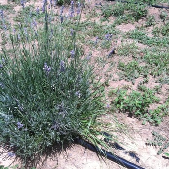 Lavender Ridge Farms - Lavender for the picking... Buy the twist tie and bundle as much as you can/ want in it. - Nurseries & Gardening Near Me - Gainesville, Texas Lavender Ridge Farms - Lavender for the picking... Buy the twist tie and bundle as much as you can/ want in it. - Nurseries & Gardening Near Me - Gainesville, Texas