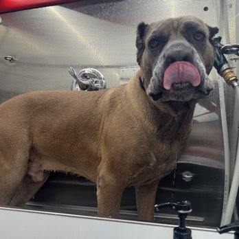 Reeses Luxury Mobile Grooming - Pet Groomers Near Me - Cedar Park, Texas Reeses Luxury Mobile Grooming - Pet Groomers Near Me - Cedar Park, Texas