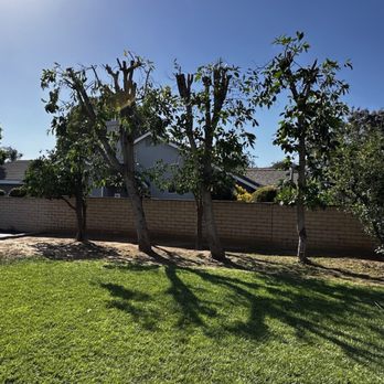 Raymundo Tree Service - Tree Services Near Me