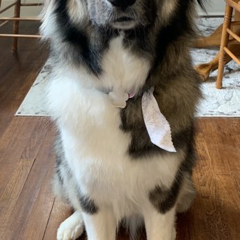 Puppy Love Grooming - Pet Groomers Near Me - Pittsburgh, Pennsylvania Puppy Love Grooming - Pet Groomers Near Me - Pittsburgh, Pennsylvania