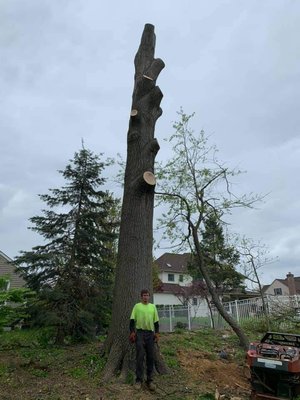 WOODPECKER TREE SERVICE - Updated January 2025 - 77 Photos - 5829