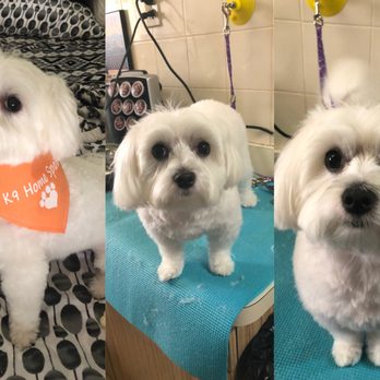 K9 Home Spaw - Yanni, she is just perfect! - Pet Groomers Near Me K9 Home Spaw - Yanni, she is just perfect! - Pet Groomers Near Me