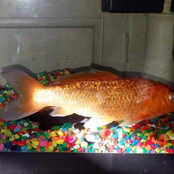 ABC Aquatic - Beauty Loves the Sunshine - Aquarium Services Near Me ABC Aquatic - Beauty Loves the Sunshine - Aquarium Services Near Me