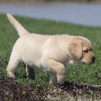Simpson's Labrador Retrievers  - Pet Breeders Near Me