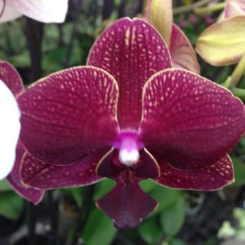 Lee's Orchids - Florists Near Me - Los Angeles, California