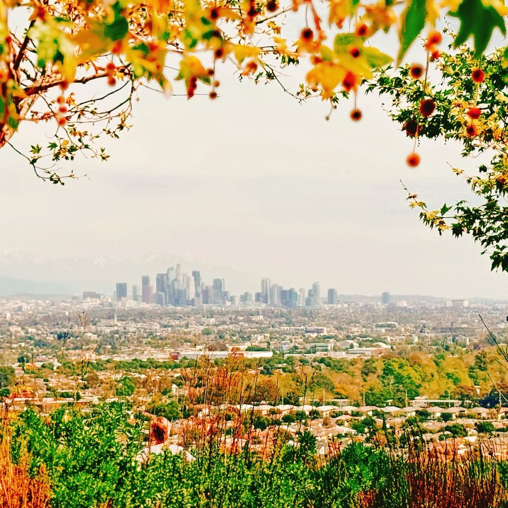 Temecula Trees - Urban Forest Management Plan | Temecula CA, image size:1000x1000