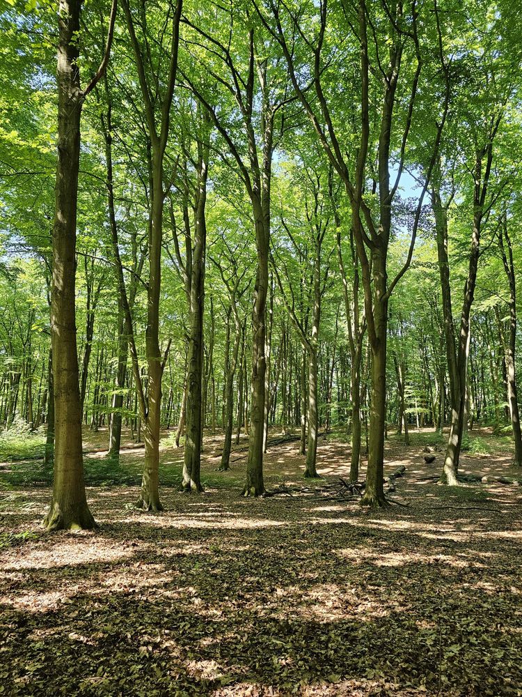 WALDPARK MARIENHÖHE Updated March 2024 22 Photos Sülldorfer