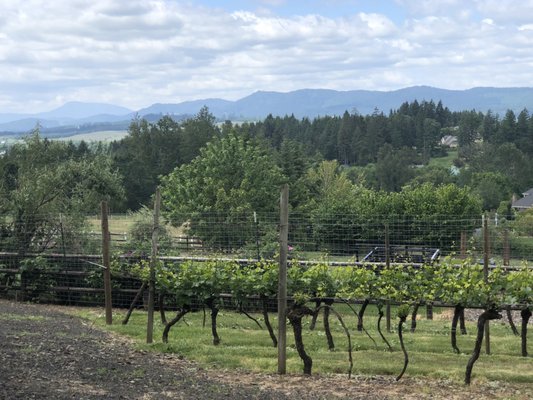 Springhill Cellars Winery (Open May-December) by null
