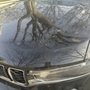 Photo of Shine House Express Car Wash